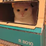 Viaggiare con un gatto, documenti e trasportino