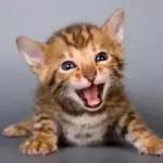 Come comportarsi se il tuo gatto miagola troppo