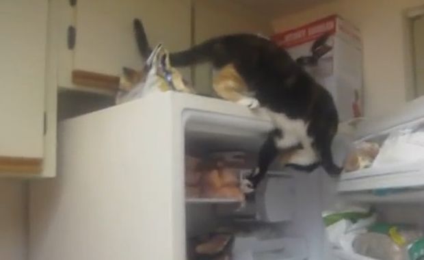 Gatto – ninja ruba il pesce dal frigo! [VIDEO]