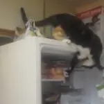 Gatto – ninja ruba il pesce dal frigo! [VIDEO]