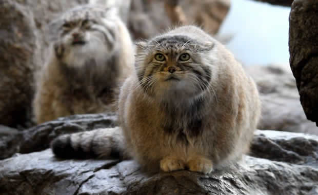 3 consigli per far dimagrire il proprio gatto