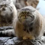 3 consigli per far dimagrire il proprio gatto