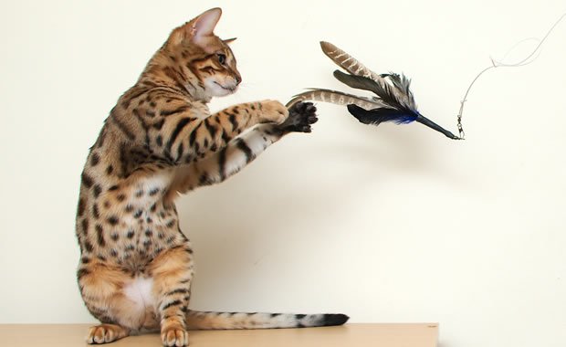 Giocare con il proprio gatto è indispensabile!