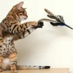 Giocare con il proprio gatto è indispensabile!