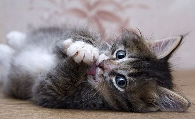 Come sistemare al meglio la vaschetta per i gatti