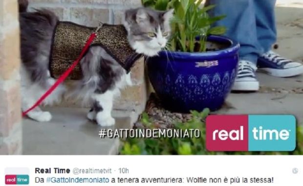 Il mio gatto è indemoniato: nuovo programma imperdibile!