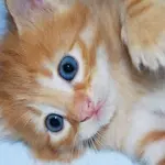 Gatto abbandonato: ecco cosa fare!