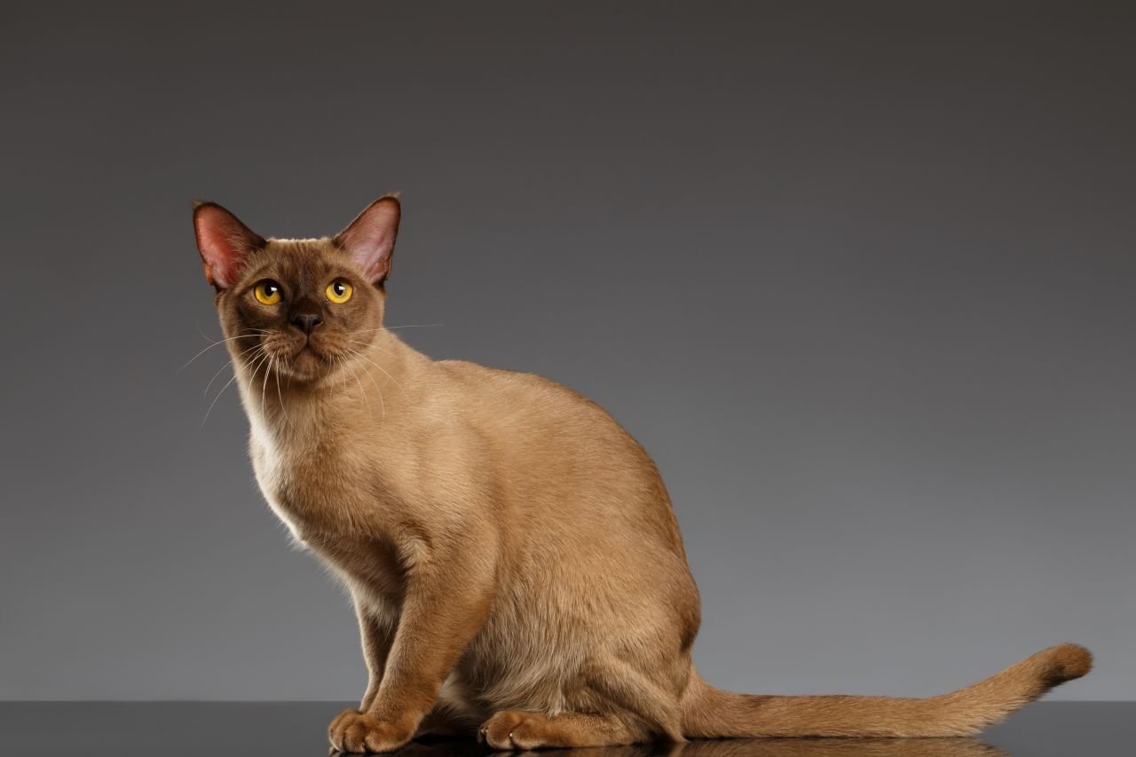 Gatto Burmese: carattere e prezzo