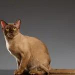 Gatto Burmese: carattere e prezzo