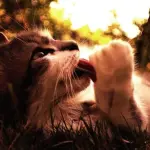 Adottare un gattino: l’importanza della socializzazione