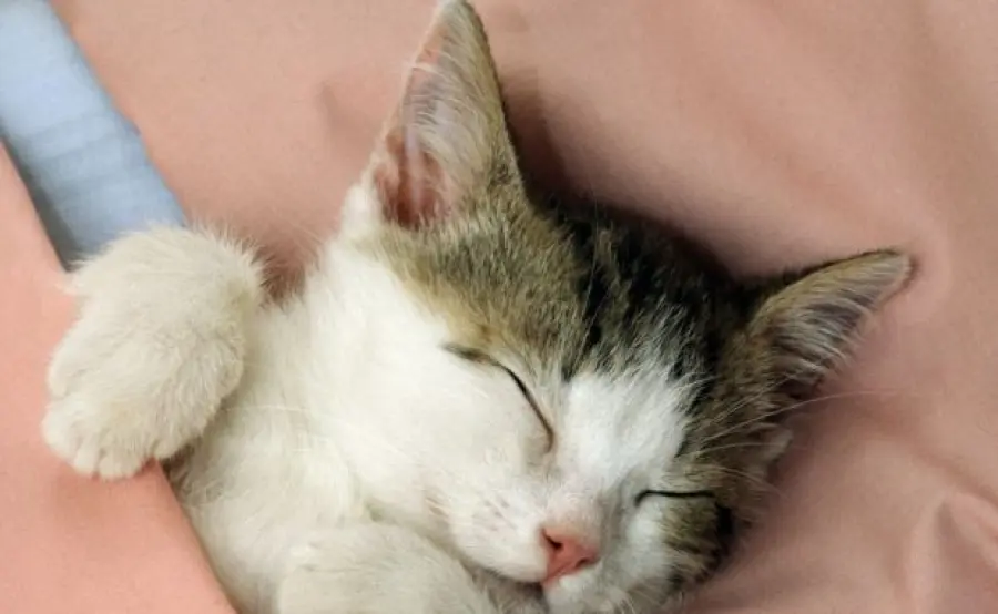 Toccare il gattino aiuta a farlo crescere meglio!