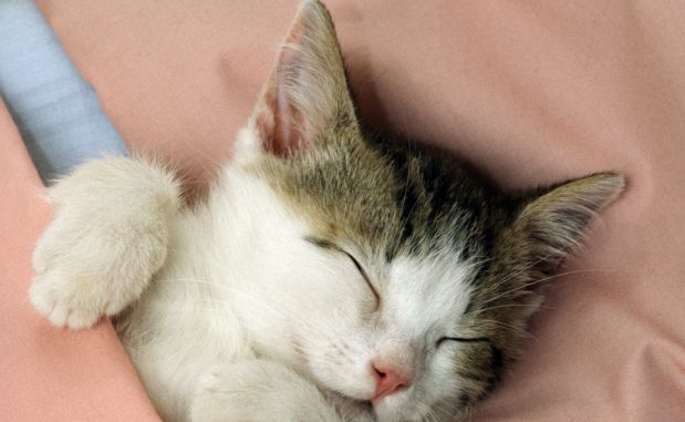 Toccare il gattino aiuta a farlo crescere meglio!