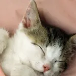 Toccare il gattino aiuta a farlo crescere meglio!