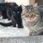 Avvocato dona 800 mila dollari ai gatti!