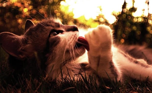 Adottare un gattino: l’importanza della socializzazione