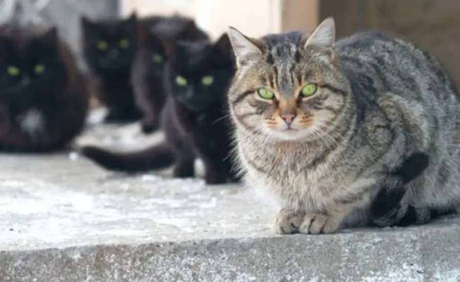 Avvocato dona 800 mila dollari ai gatti!