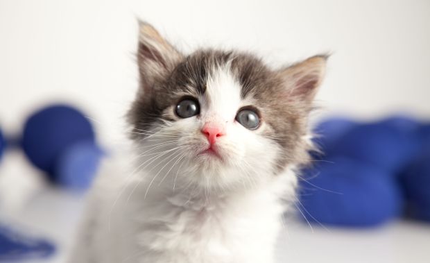 Come calcolare l'età del gatto