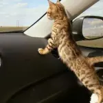 Gattino finito nel motore di un'auto viene salvato