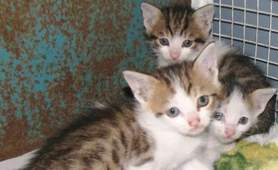 Gattini abbandonati in un barile di petrolio vengono salvati