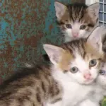 Gattini abbandonati in un barile di petrolio vengono salvati