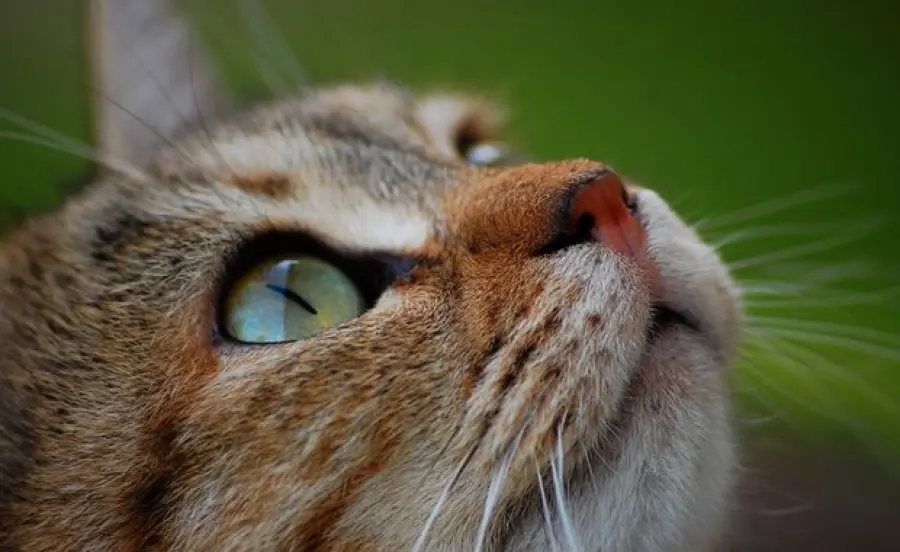 Come fare una lettiera per gatti in gardino