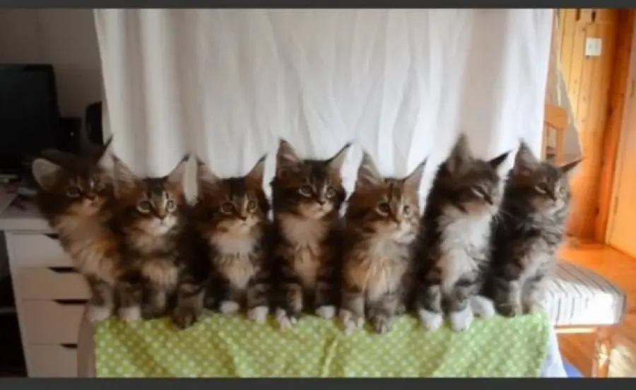Sette gattini che si muovono come un'unica figura!