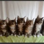 Sette gattini che si muovono come un'unica figura!