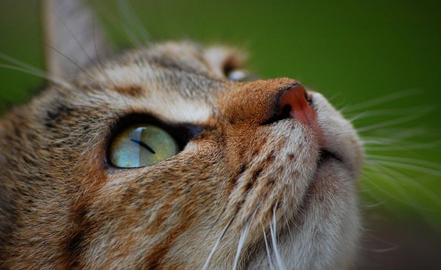 Come fare una lettiera per gatti in gardino