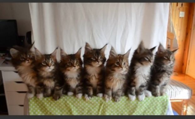 Sette gattini che si muovono come un'unica figura!