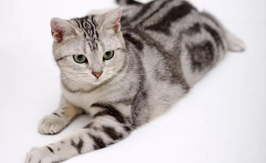 Gatti con poteri paranormali: realtà o finzione?