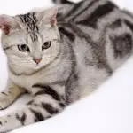 Gatti con poteri paranormali: realtà o finzione?