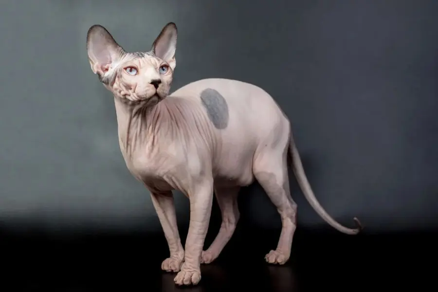 Sphynx (Gatto Nudo Canadese): carattere e prezzo