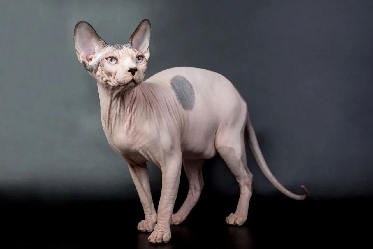 Sphynx (Gatto Nudo Canadese): carattere e prezzo