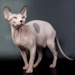 Sphynx (Gatto Nudo Canadese): carattere e prezzo