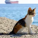 Iniziativa Mare Sicuro anche per i nostri amici gatti