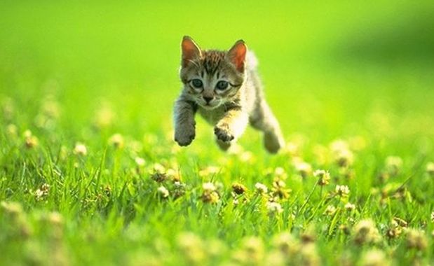 Abbandoni di gatti a Milano in rapido aumento