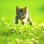 Abbandoni di gatti a Milano in rapido aumento