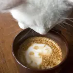 Cibo crudo per il gatto, ecco perchè è meglio non darglielo