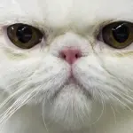 Gli viene ucciso un gatto e riceve risarcimento di 8 mila euro: nuova sentenza che fa discutere