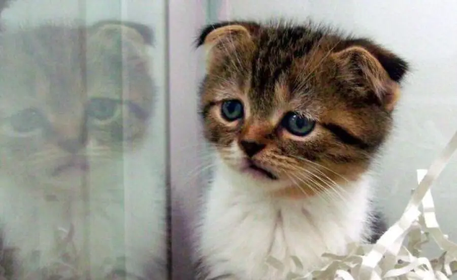 Malattie dei gatti: cosa è la FIV?