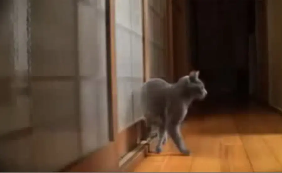 Gatto bussa prima di entrare nella stanza! [VIDEO]