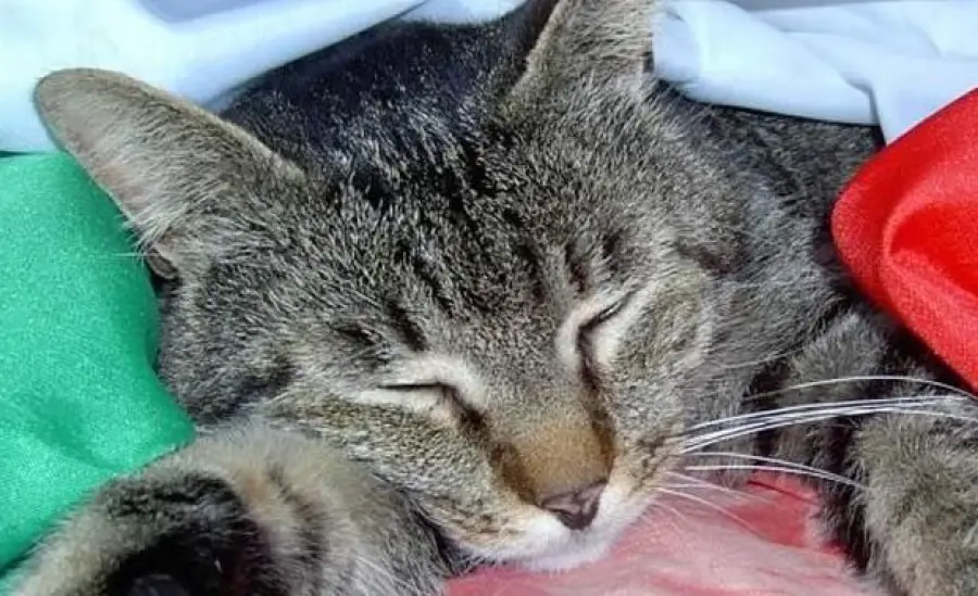 Sterilizzazione delle gatte e castrazione dei gatti: ecco cosa avviene