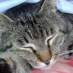 Sterilizzazione delle gatte e castrazione dei gatti: ecco cosa avviene