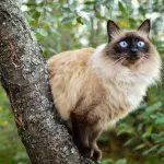 Gatto Balinese: carattere e prezzo