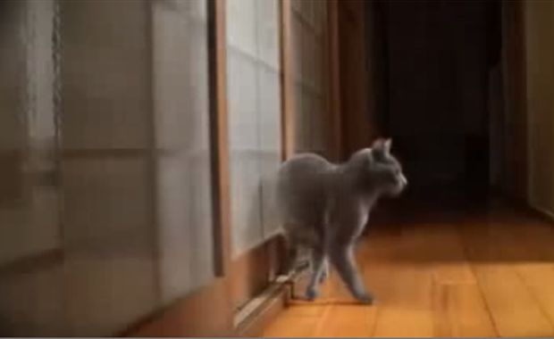 Gatto bussa prima di entrare nella stanza! [VIDEO]