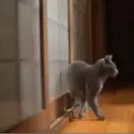 Gatto bussa prima di entrare nella stanza! [VIDEO]