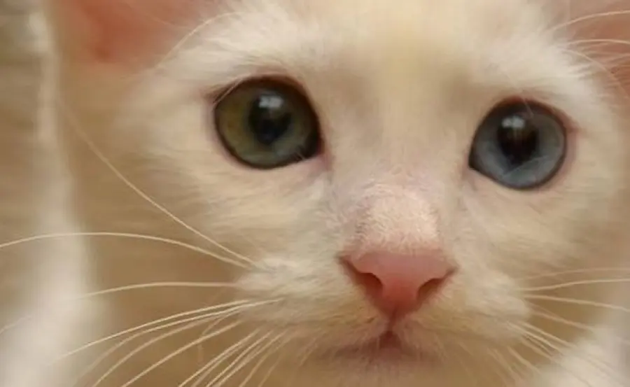 Quando iniziano a vedere i gattini?