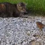 Scoiattolo contro gatto... chi vincerà? VIDEO