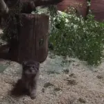 Gattini di Pallas, nati sei esemplari in uno zoo scozzese!