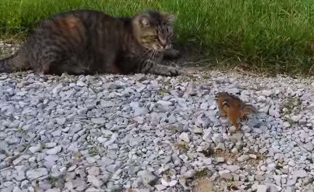 Scoiattolo contro gatto... chi vincerà? VIDEO